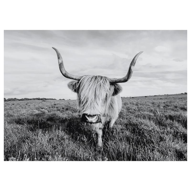 BJÖRKSTA ビョルクスタ アート - 好奇心いっぱいのウシ 140x100 cm